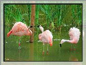 Trzy, Flamingi