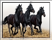 Konie, Trzy, Kare
