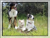Psy, Trzy, Owczarek australijski, Border collie, Fiński lapphund