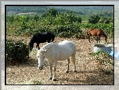 Lasy, Trzy, Konie