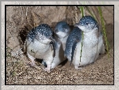 Pingwiny, Trzy, Młode
