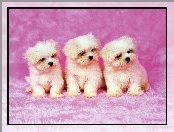 Bichon frise, Trzy, Psiaki