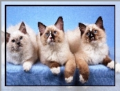 Ragdoll, Trzy, Kotki