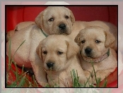 Labrador Retriever, Trzy, Szczeniaczki