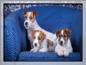 Szczeniaki, Trzy, Sofa, Niebieska, Psy, Jack Russell terrier