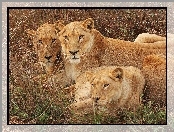 Trawa, Trzy, Lwy