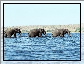 Woda, Trzy, Słonie
