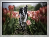 Tulipany, Pies, Border collie