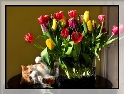 Tulipany, Kotek, Kolorowe, Wazon