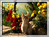 Tulipany, Kot