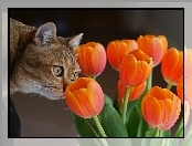 Kot, Tulipany
