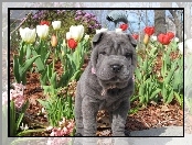 Tulipany, Szczeniak, Shar Pei