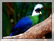 Turaco, Konar