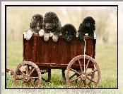 Tybetański, Mastiff, Psy, Wózek, Szczeniaki