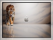 Apple, Tygrys, Logo