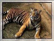 Bengalski, Tygrys
