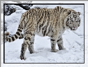 Tygrys, Śnieg, Biały, Zima