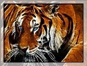 Tygrys, Fractalius