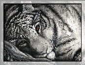 Tygrys, Grafika