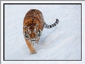 Tygrys, Śnieg, Groźny, Spacer