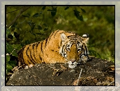 Tygrys Indyjski