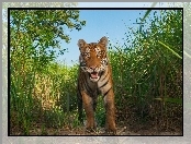 Kaziranga, Tygrys