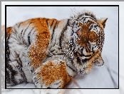Tygrys, Śnieg, Leżący, Łapy