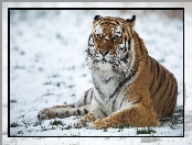 Tygrys, Śnieg, Leżący, Zima