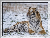 Tygrys, Zima, Leżący, Śnieg