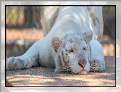 Morda, Tygrys, Albinos
