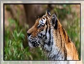 Profil, Tygrys, Wąsy