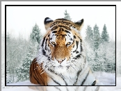 Tygrys, Zima