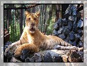 ZOO, Tygrys, Liger