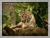 ZOO, Tygrys, Skała