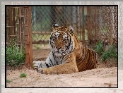 Zoologiczny, Tygrys, Ogród