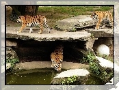 Wodopój, Tygrysy, ZOO