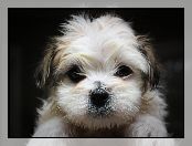 Shih Tzu, Mordka