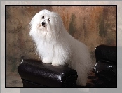 uczesany, Coton de Tulear