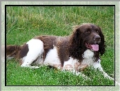 umaszczenie, Springer spaniel angielski, biało-brązowe