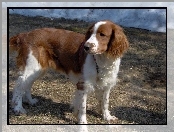 umaszczenie, Springer spaniel walijski, rudo-białe