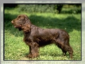 umaszczenie, Field spaniel, brązowe