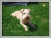 umaszczenie, Lakeland Terrier, pszeniczne