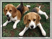 Urocze, Beagle, Dwa, Psiaki