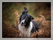 Paprocie, Uschnięte, Pies, Biało-czarny, Border collie