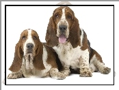 Uszy, Długie, Pieski, Dwa, Basset Hound