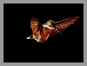 Koliber, W Locie