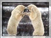 Walczące Niedźwiedzie, polarne