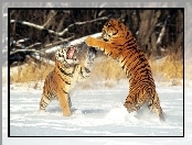 Śnieg, Walczące, Tygrysy
