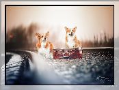 Tory, Walizka, Psy, Dwa, Welsh corgi pembroke