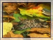 jesień, Wąż, liście